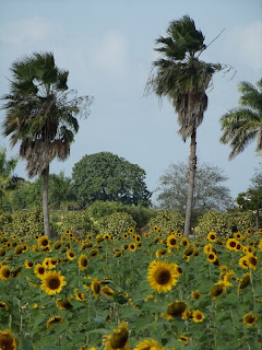 Girasoles Jefferson Aleman