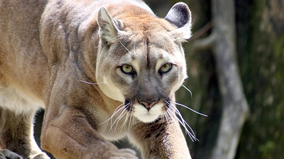 Limpia el cuarto farmacia Acostado Declaran extinto al Puma del este de Norteamérica