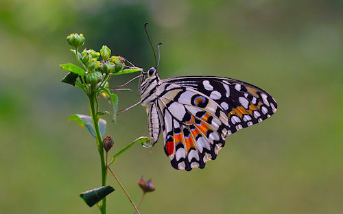 Mariposa - Butterfly by Anton Wahyudi