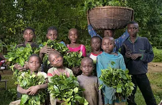 Ugwono Pauline plants Gnetum (okok) in the village of Minwoho, Lekié, Center Region, Cameroon.
