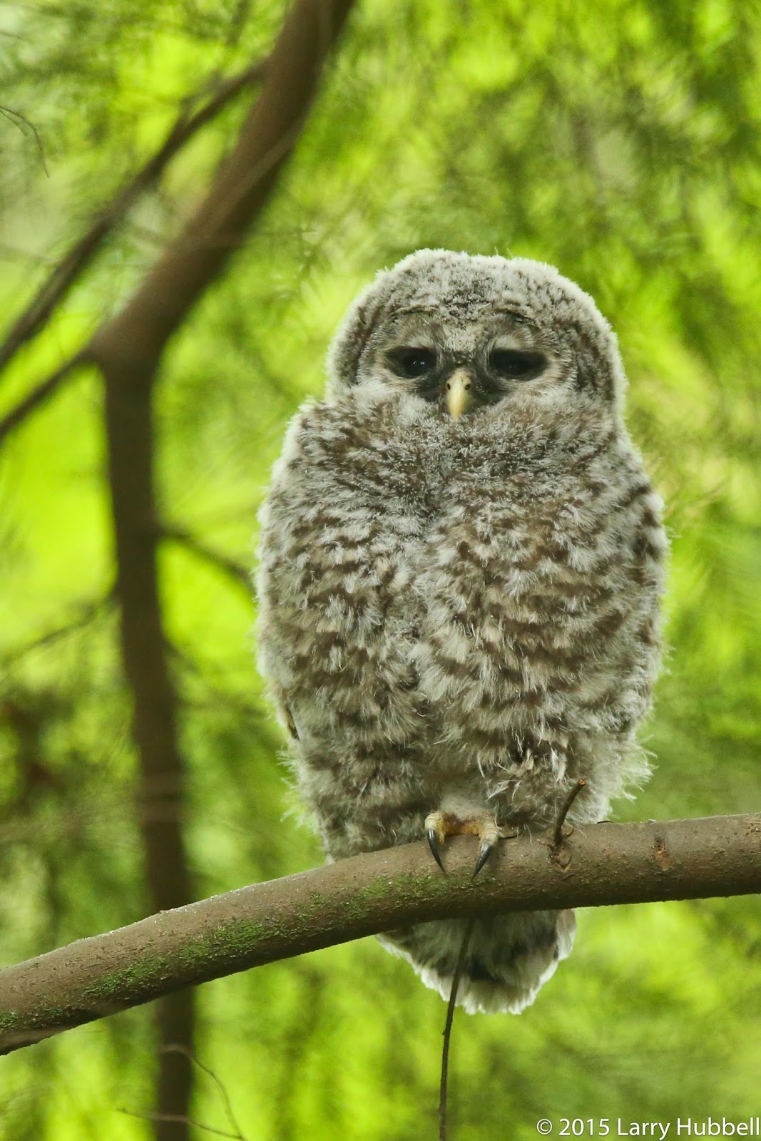 Union Bay Watch The Magical Owlets