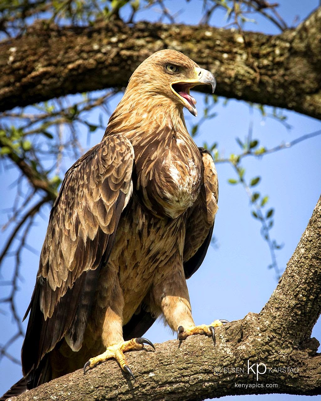 Elsen Karstad's 'PicADay Kenya' Tawny Eagle, Masai Mara Kenya