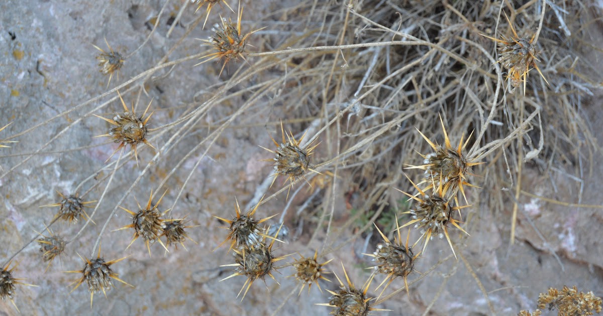 Blog de campo y minerales Sierra de la Fausilla.