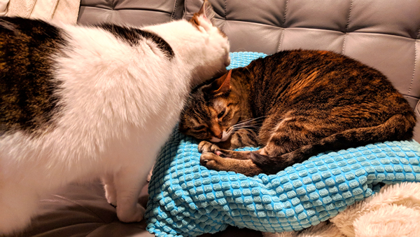 image of Olivia the White Farm Cat standing on the couch licking the head of Sophie the Torbie Cat, who is lying curled up on a blue pillow