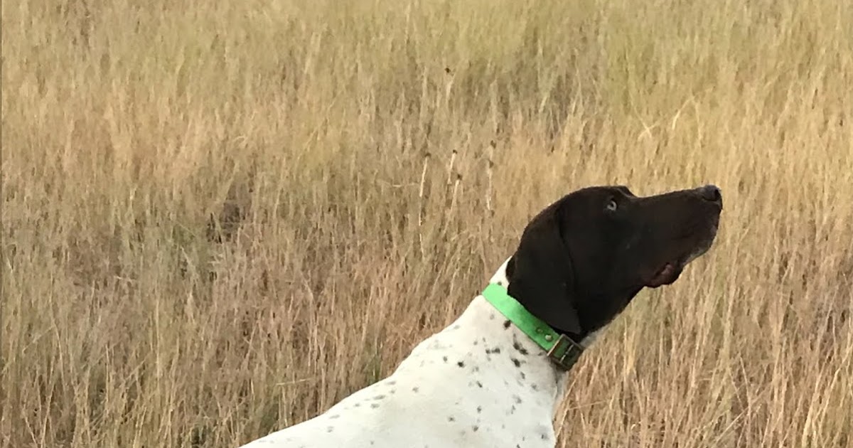 Gunsight Kennels Maverick