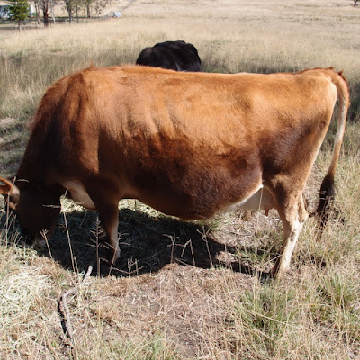 house cow ebook - cow body condition