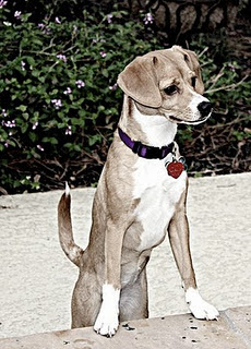 cheagle breeders near me