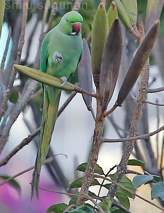 Cranium Bolts Roseringed Parakeet