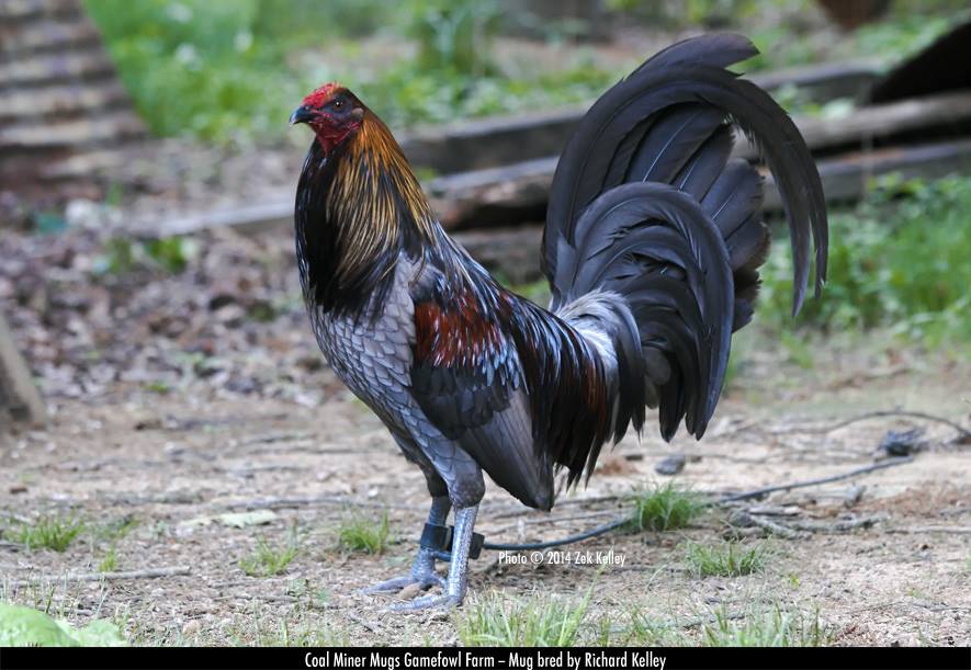 Coal Miner Mugs and Racey Mugs History World Of Gamefowl