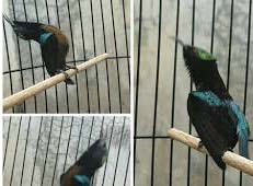 Settingan Kolibri Ninja Konin Cepat Gacor Dan Ngobra Seharian