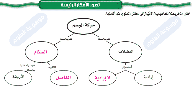 ينتقل السيال العصبي عبر الشق التشابكي