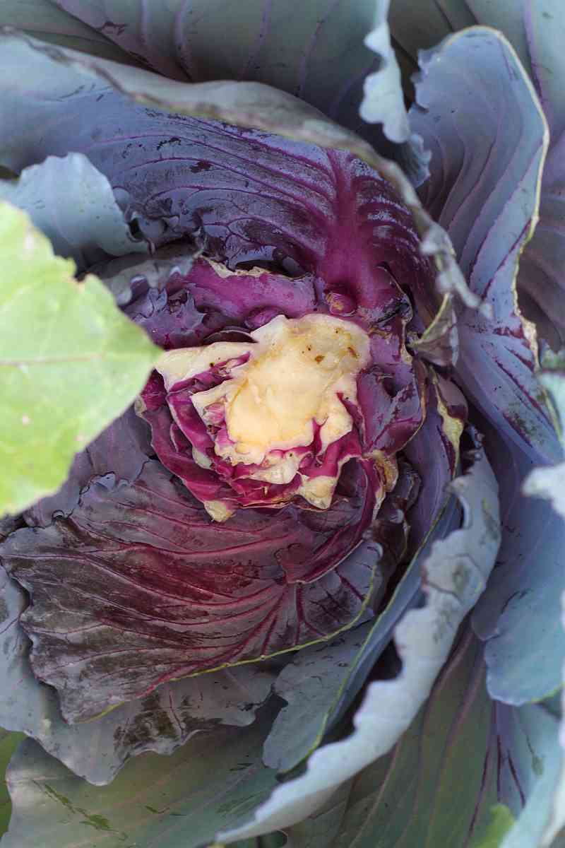 Easy Living the Hard Way Want More Cabbage Heads From One Plant?