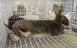 دراسة جدوى مشروع تربية الأرانب بالبطاريات