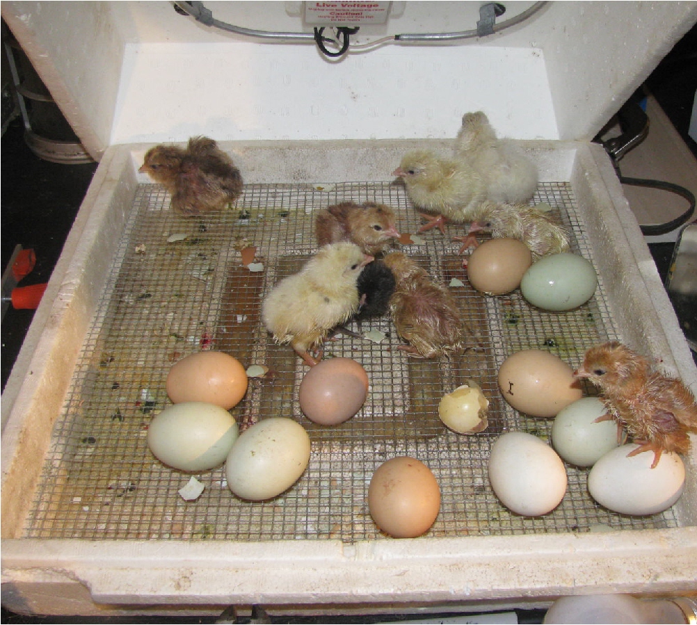 Какие яйца нужны для инкубатора куриные. Инкубация страусиных яиц. Инкубатор для страусиных яиц. Цыплята из инкубатора. Инкубатор для яиц страуса.