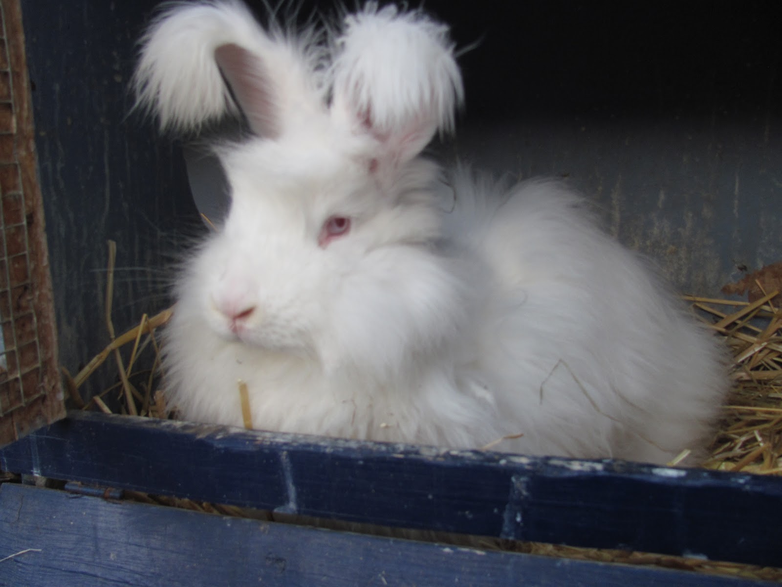 Frau Seidenhase: Weiße Angorakaninchen mit roten Augen