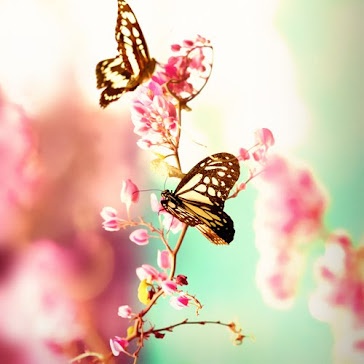 Love Butterflies