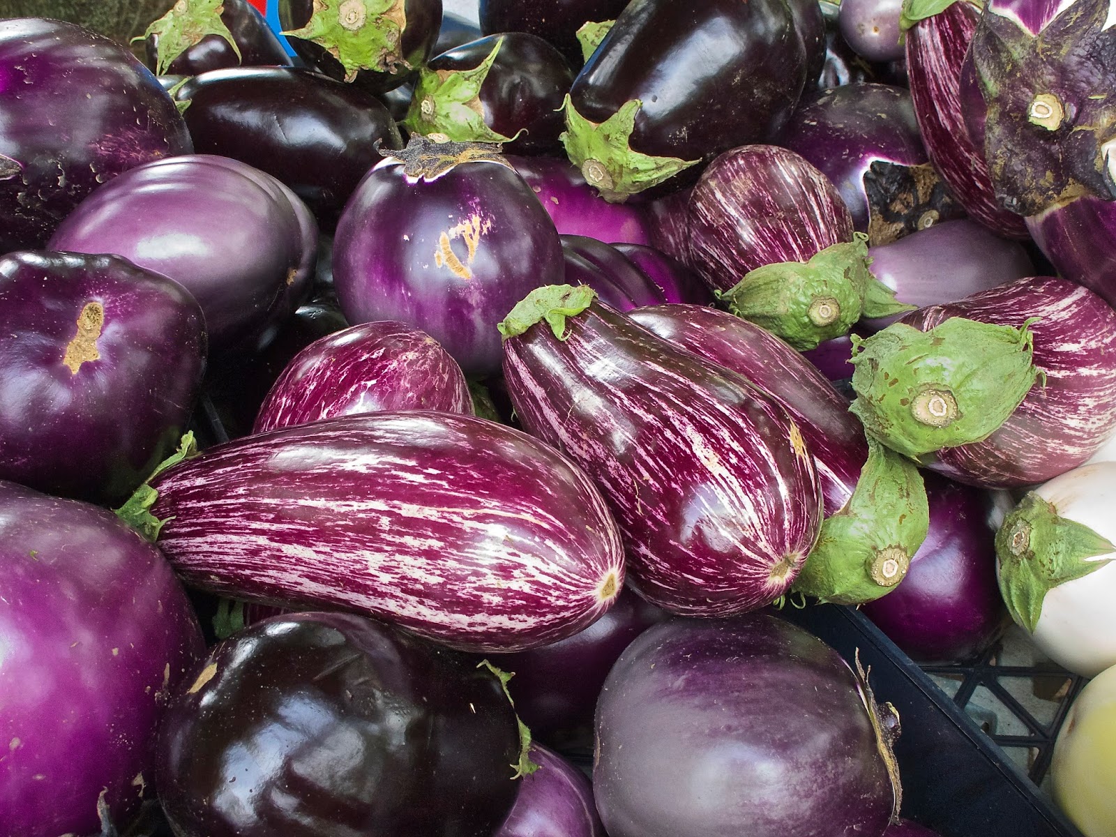 Orange Slices Eggplants