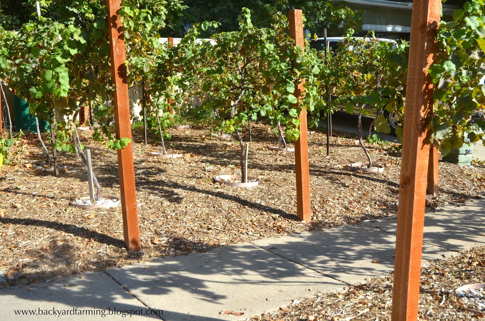 Backyard Farming Another use for parking strip grape vines