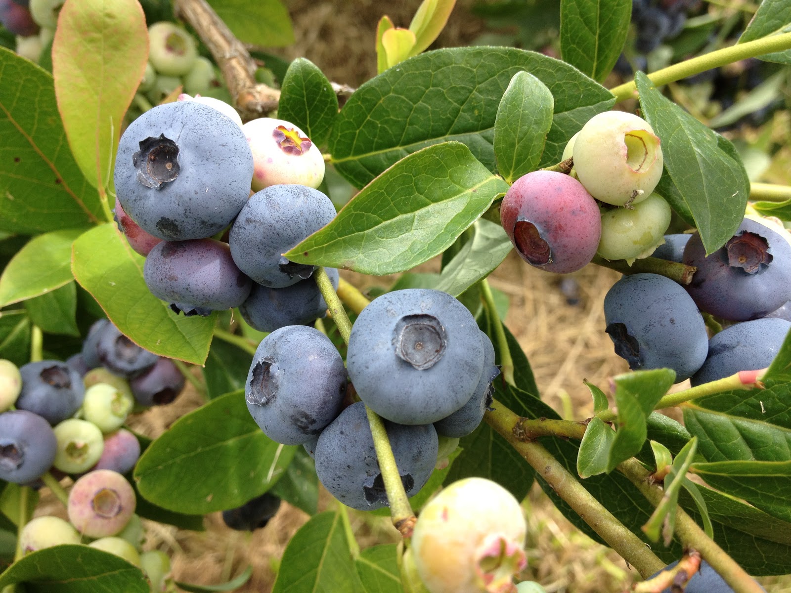 Let the Blueberry Picking Begin!