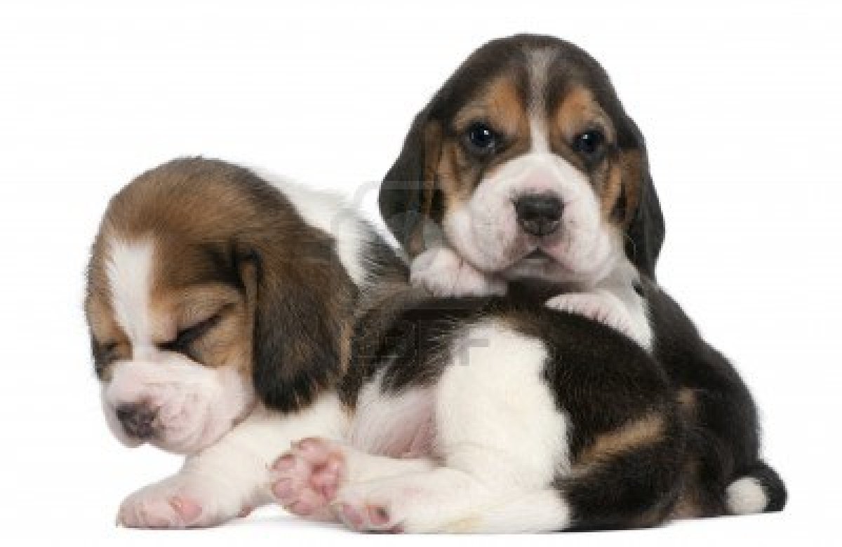 Cute Puppy Dogs: Small beagle puppies