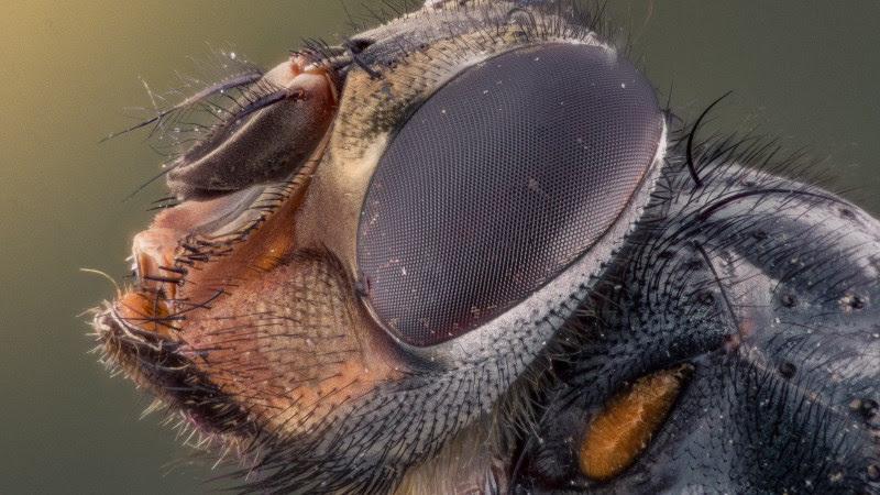 Insect 2