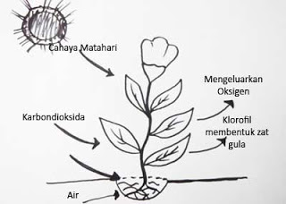 Proses Fotosintesis Tumbuhan Hijau