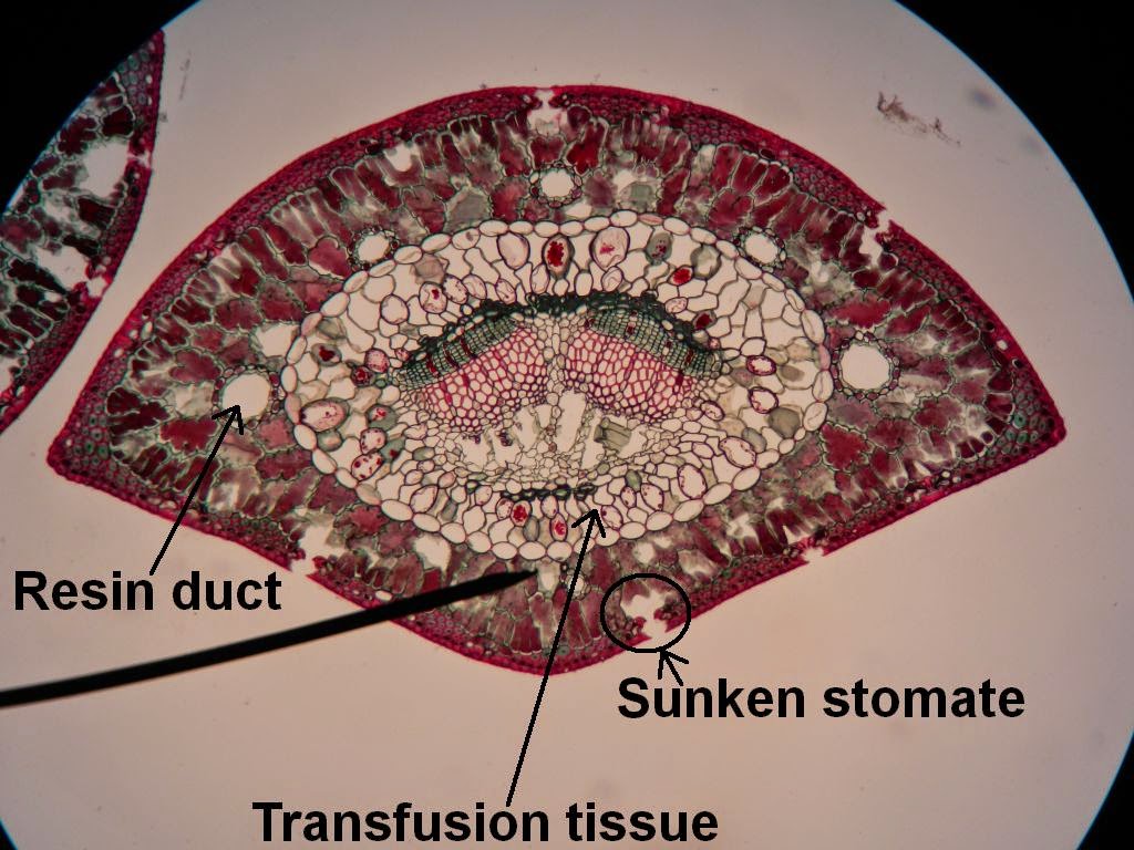 Bio Geo Nerd Leaf Anatomy