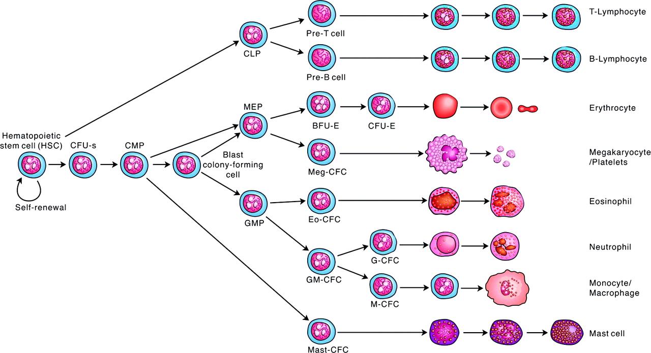 Stem Cells International Biology Diagrams