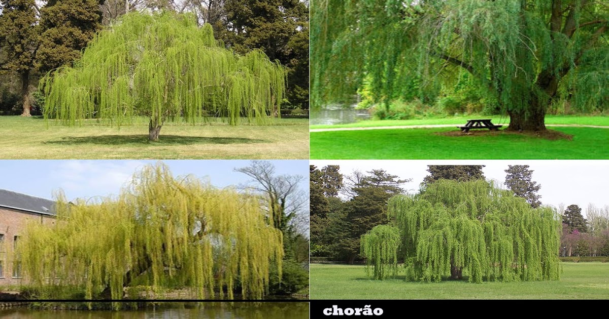 038 Árvore Chorão