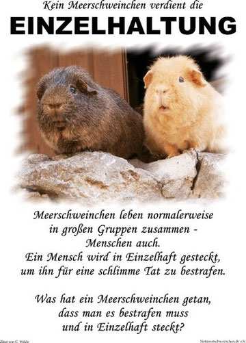 Leihmeerschweinchen Leihmeerschweinchen