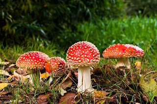 jamur jamur, fungi