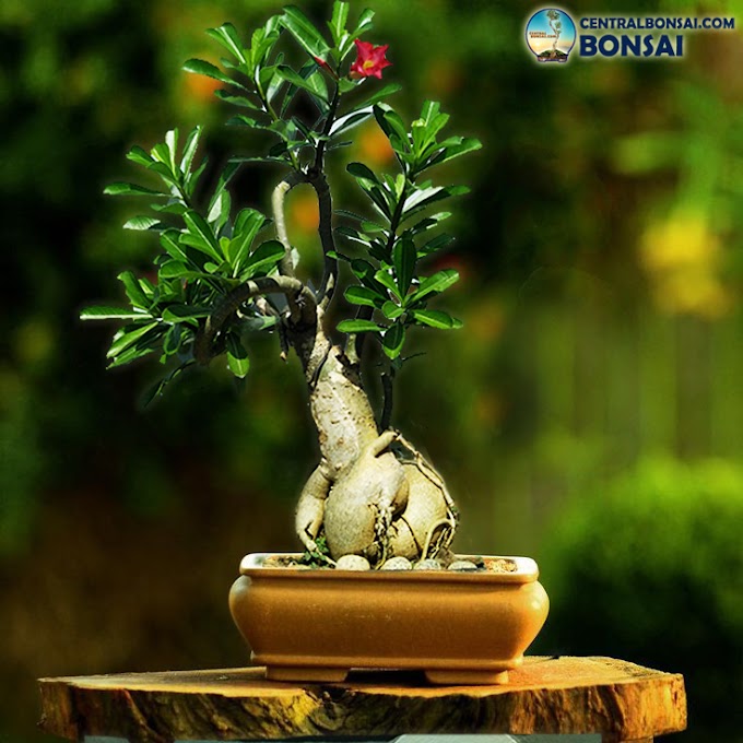 SENI BONSAI DARI TANAMAN ADENIUM / KAMBOJA