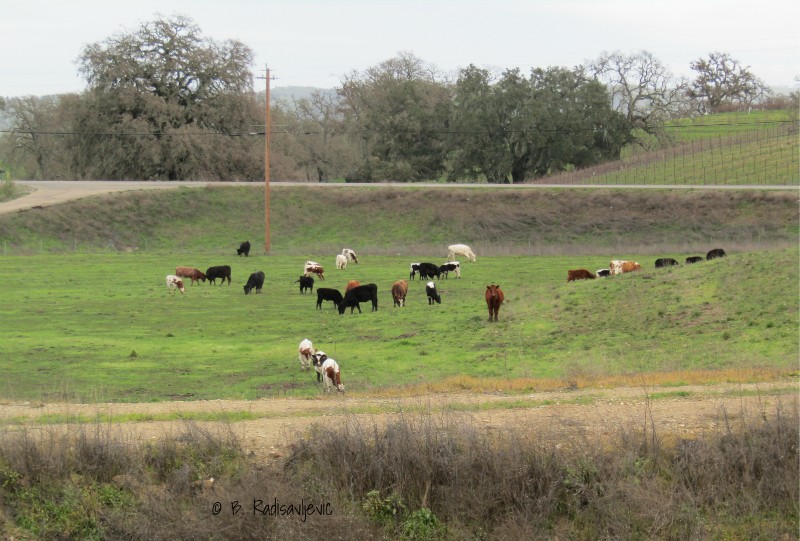 46 West Wine County is Green Again