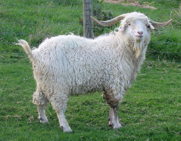 Angora Goat Characteristics, Feeding, Breeding
