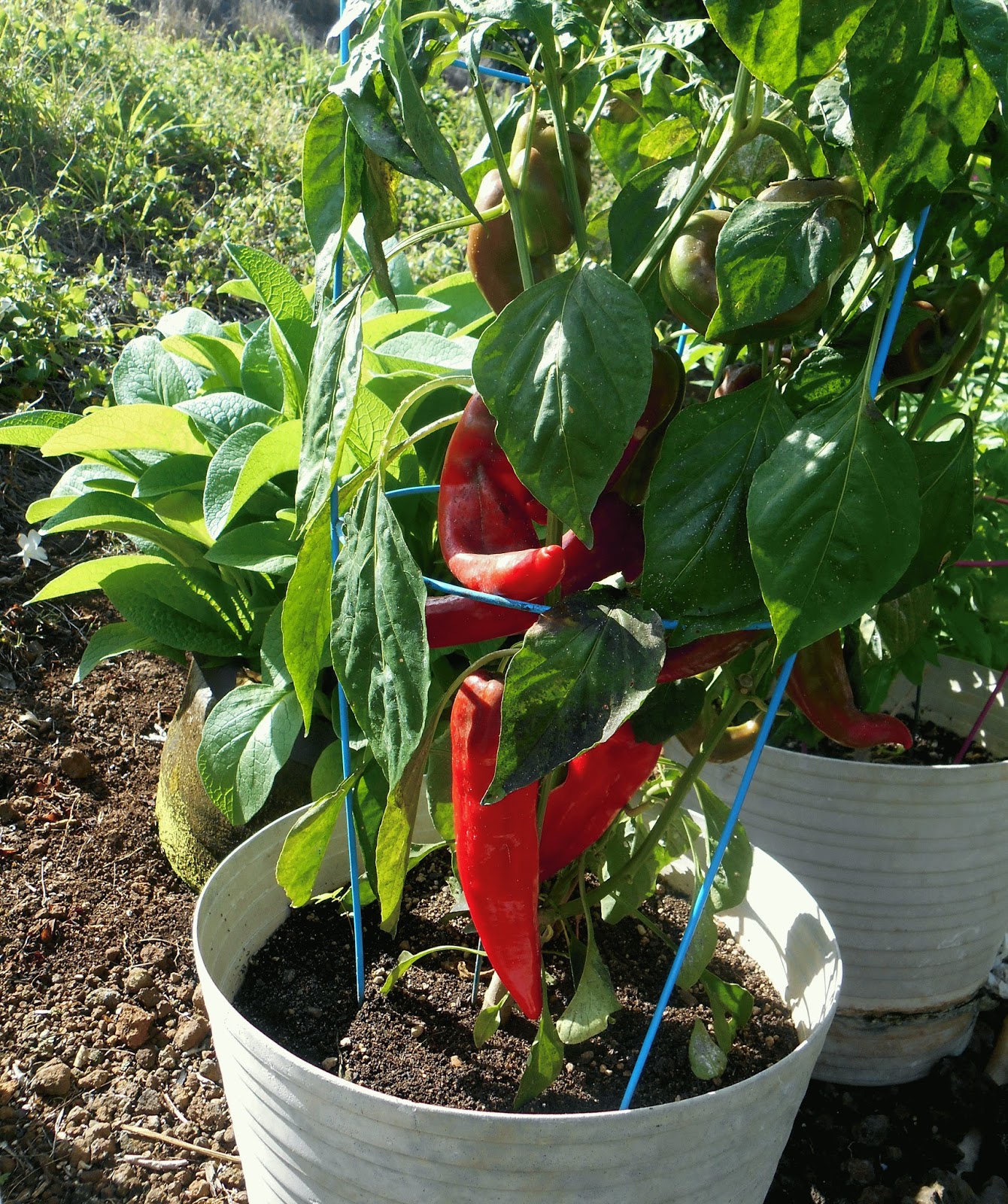 How to grow peppers in the open ground successfully How to grow peppers in the open ground successfully