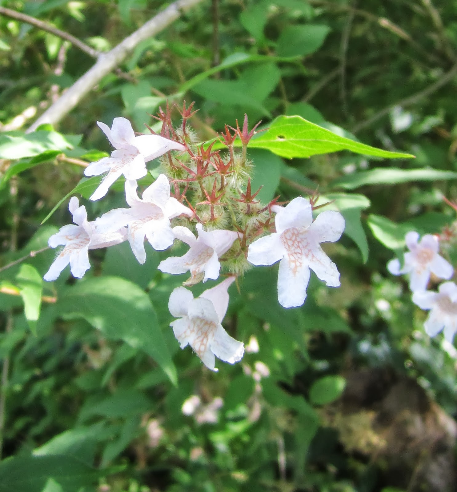 Proven Winners Colorchoice Plant Of The Week Plant Of The Week