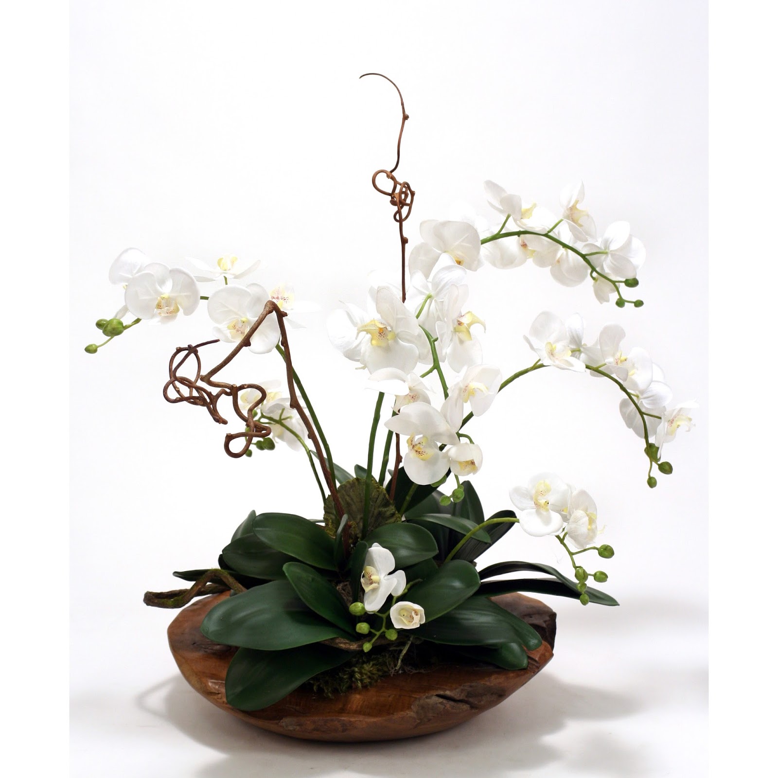  Hiasan  Orkid  Yang Amat Menarik dan Kreatif MyRokan