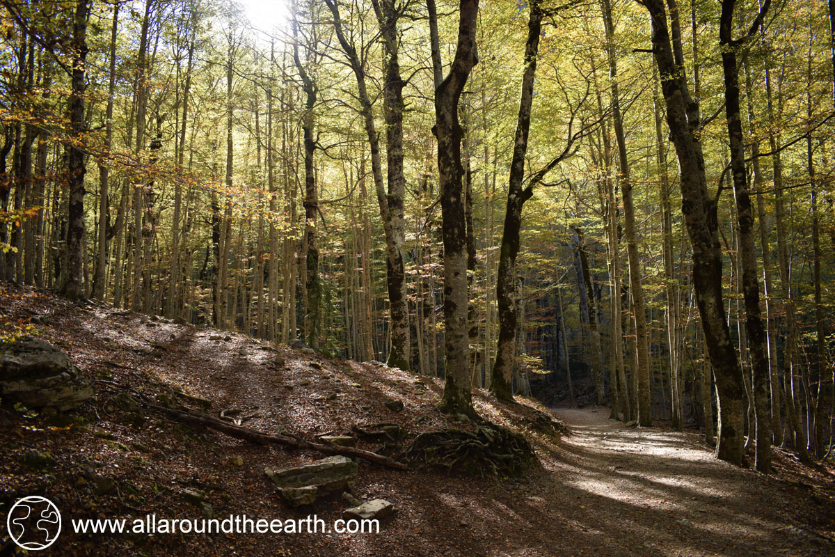 Beech forest, Ordesa Valley, Ordesa Y Monte Perdido National Park, Spain Beech forest in the Ordesa Valley, Ordesa Y Monte Perdido National Park, Spain