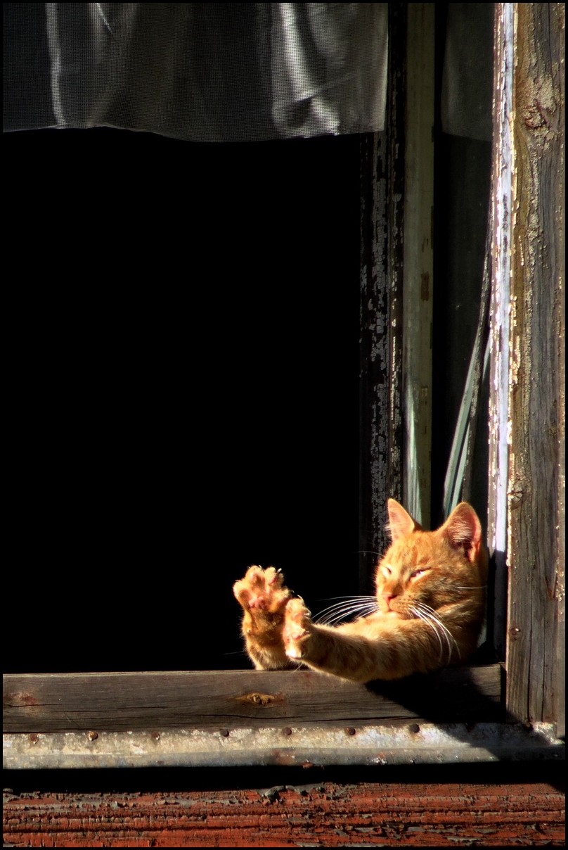 В окно весело играя. Кот на окне. Кот на солнце. Коты на солнышке. Котенок потягивается.