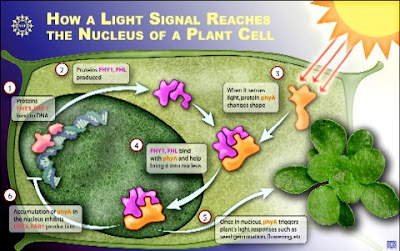 Plants have sensors to seek light, but they are far more intricate than previously thought, and testify of the Master Engineer.