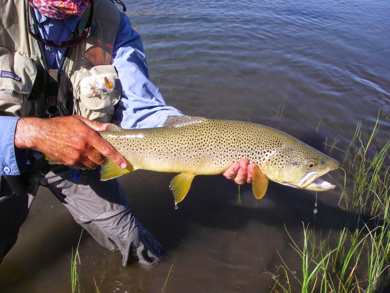 Awesome Brown Trout