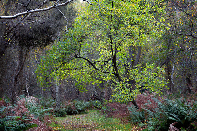 Magical woodland of Holme Fen in the Cambridgeshire Fens