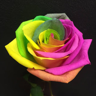 Rainbow Rose LGBTQ Wedding - Stein Your Florist Co.