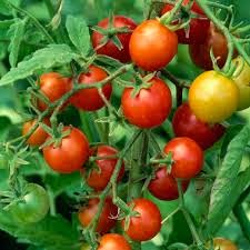 Taksonomi tanaman tomat, Morfologi Tanaman Tomat,  buah Cherry, budidaya tomat, cara menanam tomat