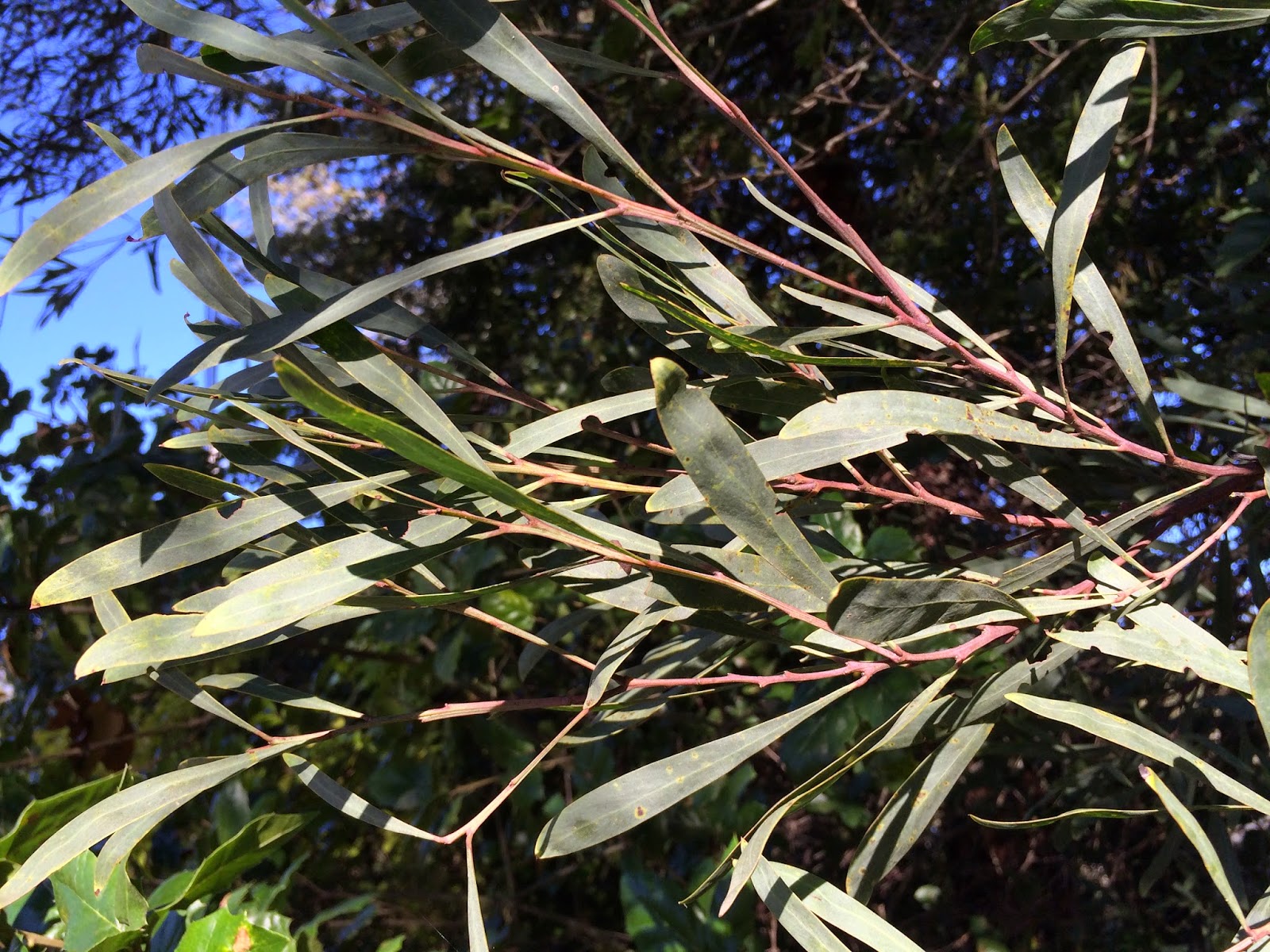 Trees of Santa Cruz County Acacia retinodes Water Waddle