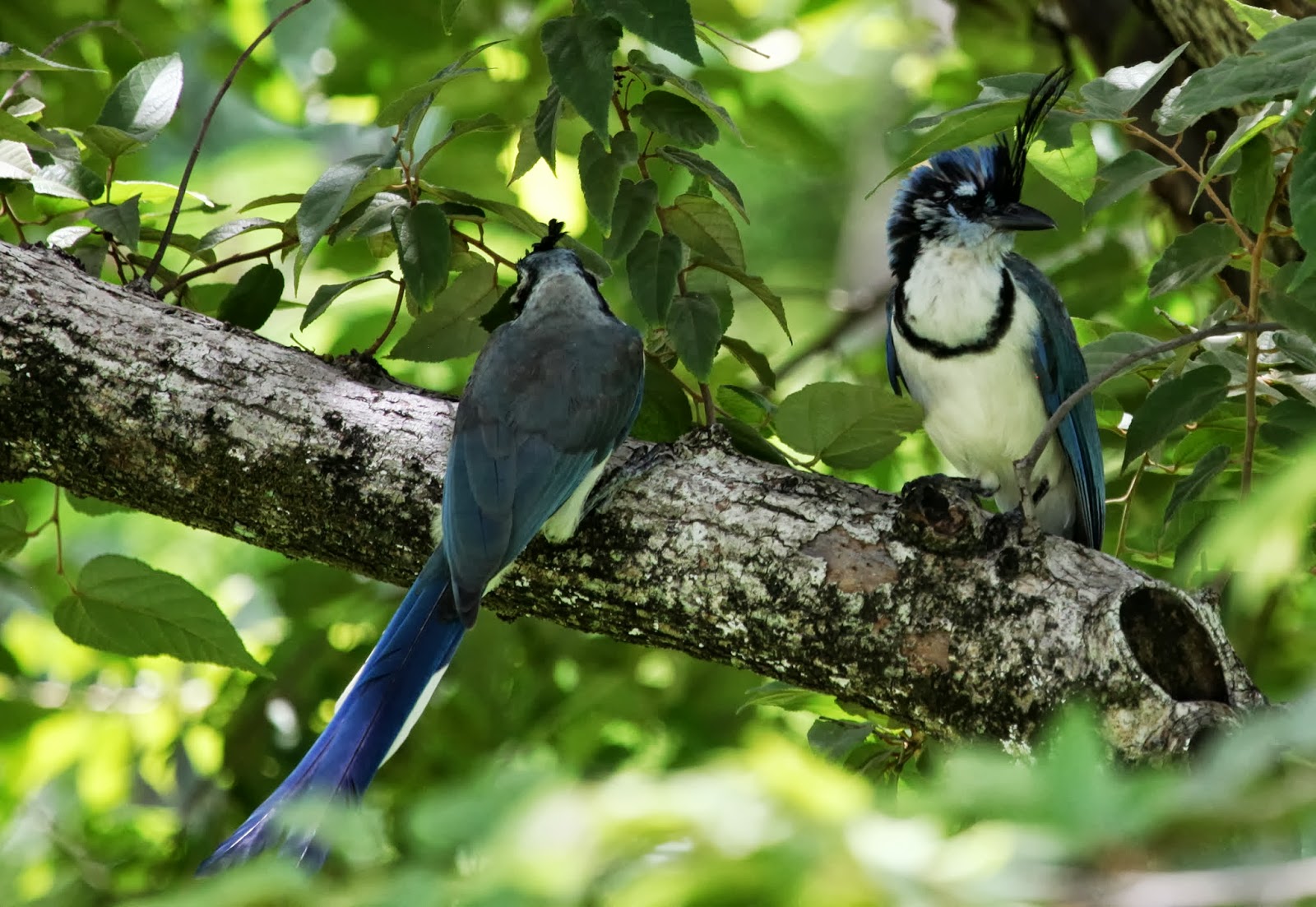 Instantes alados Costa Rica Urraca copetona