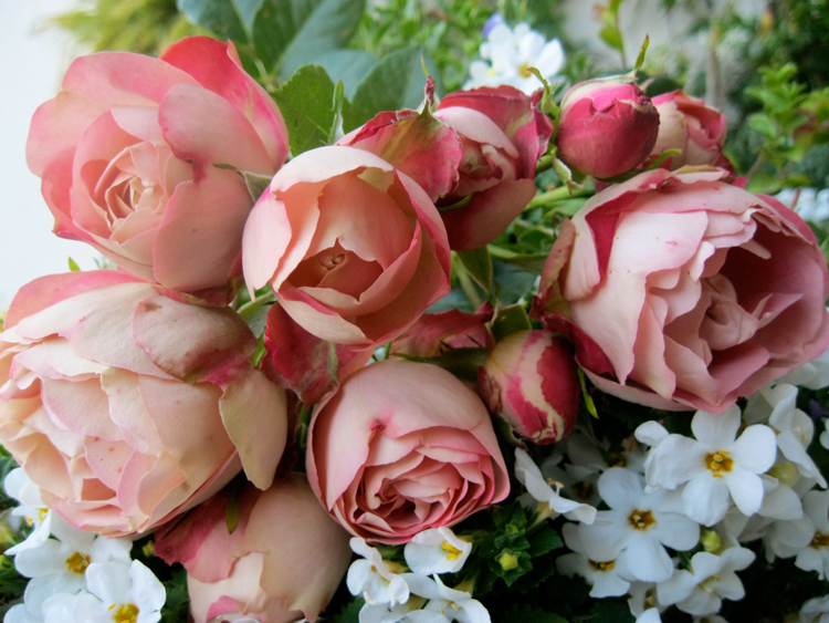 Lavanda & Rose: Le rose che colsi....