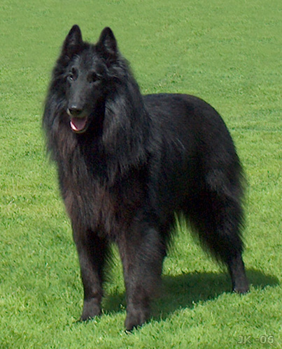 dogs: Belgian Shepherd Dog (Groenendael)