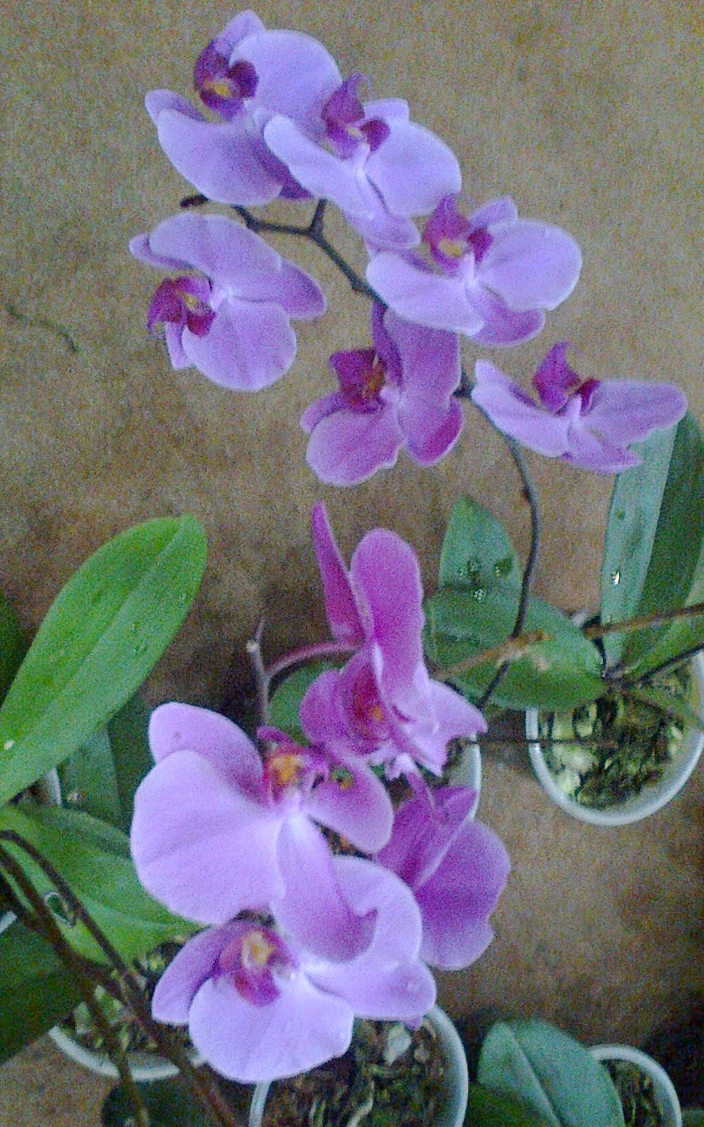 Purple Orchid