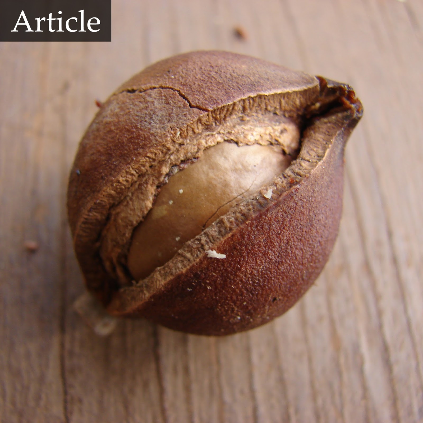 Western Nut Company The Nut with the Hardest Shell